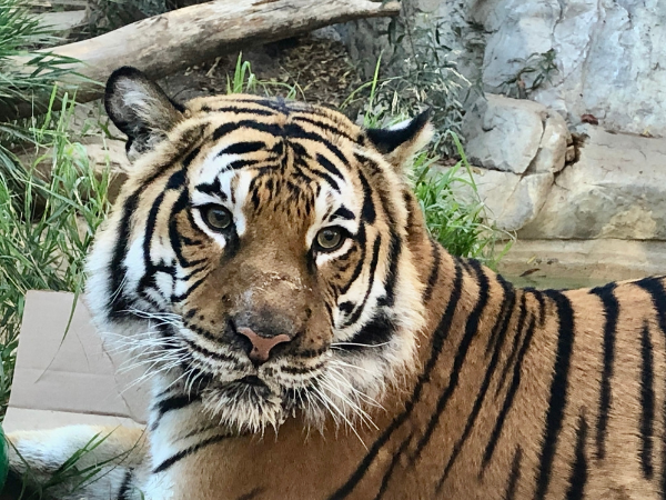 Close up of tiger at the Charles Paddock Zoo.