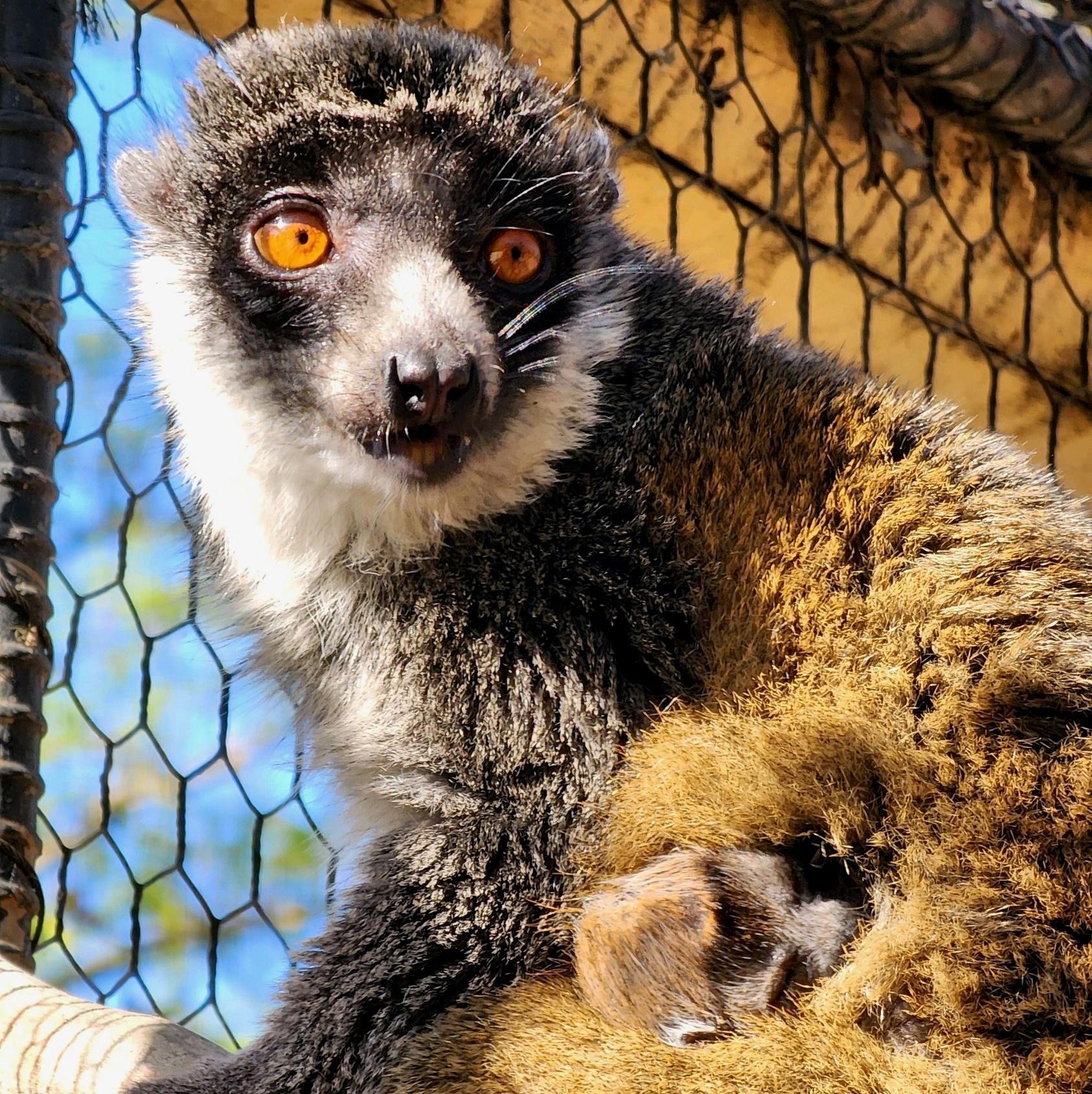 Image of Mongoose Lemur with new baby.