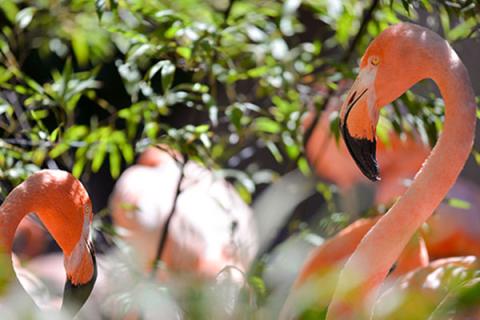 Image of flamingos at the Charles Paddock Zoo.