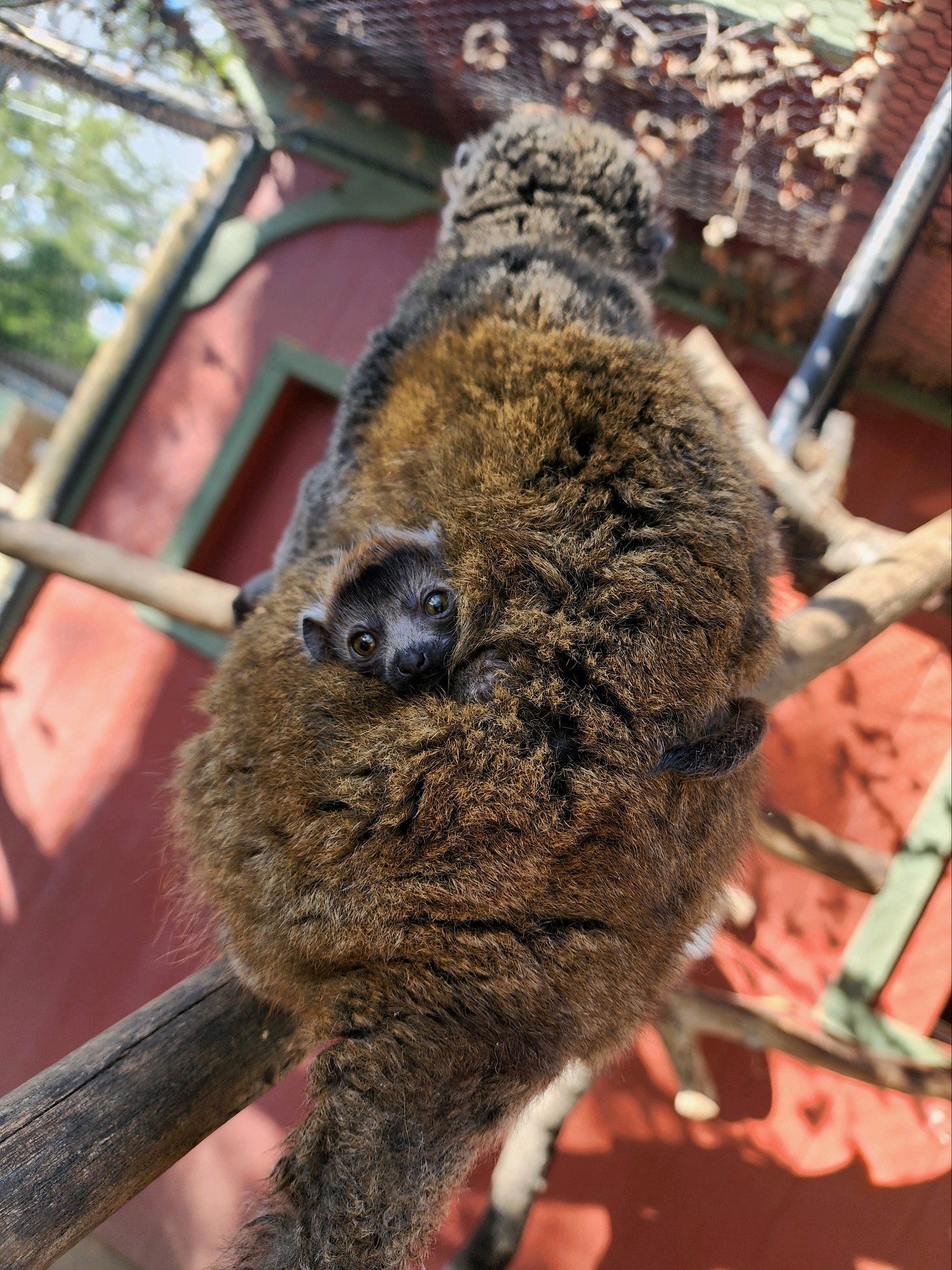 Image of a baby Mongoose Lemur peeking it's head out of where it is nestled under its mom's fur.