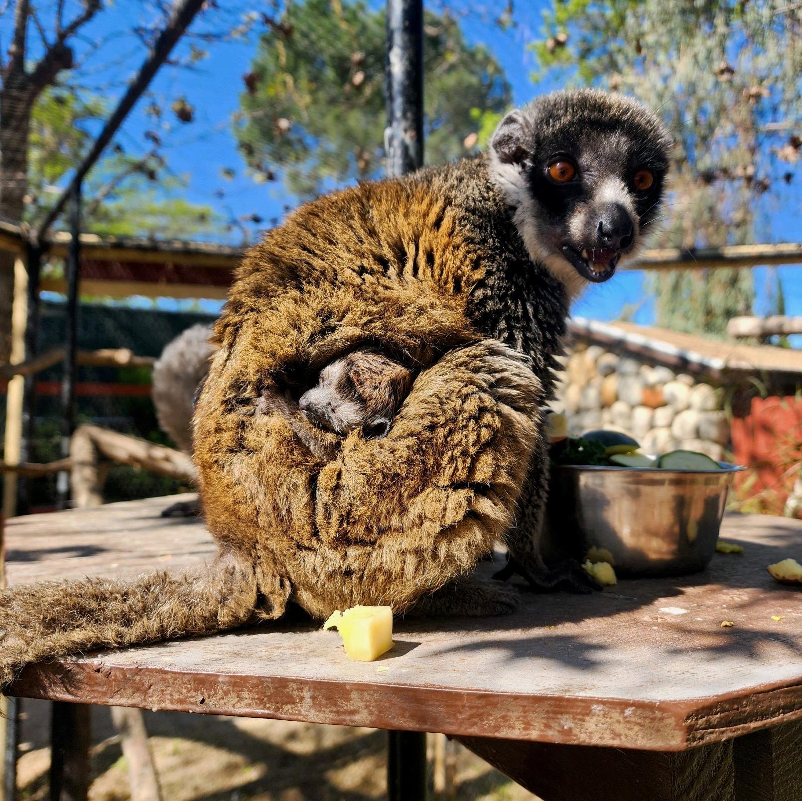 Image of a baby Mongoose Lemur peeking it's head out of where it is nestled under its mom's fur.