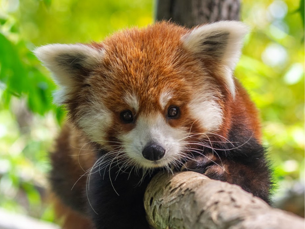 Red Panda laying on a branch and looking directly forward.