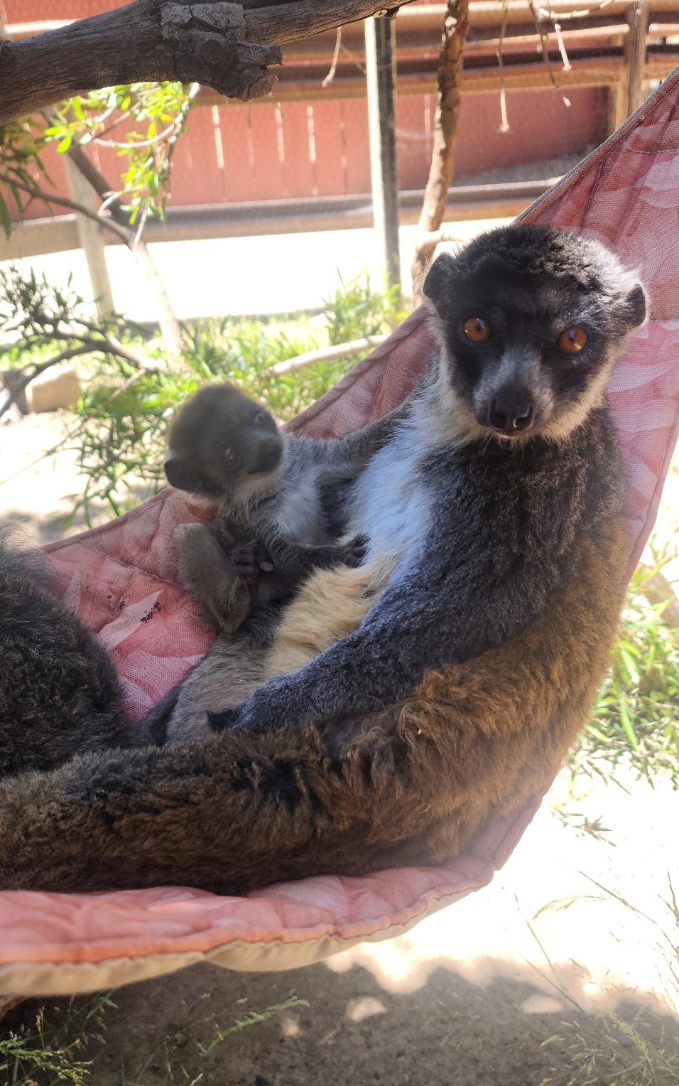 Baby mongoose lemur, Koba, sitting alongside an adult lemur in a bright red hammock.