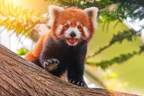 Red Panda on a Branch