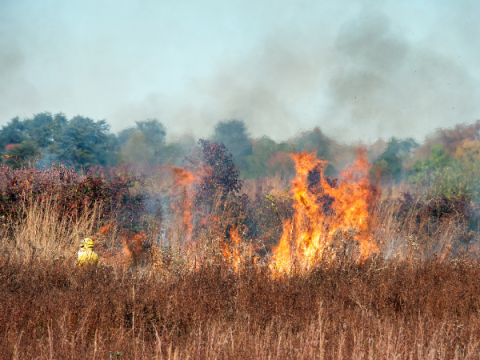 Image of firefighter battling a wildfire.