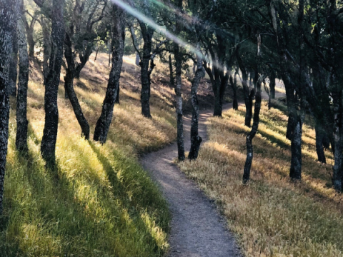 Image of hiking trail surrounded by trees and beams of light cutting through the treetops.
