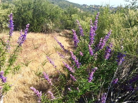 Scenic view with flowers in the foreground from the Three Bridges Trail.