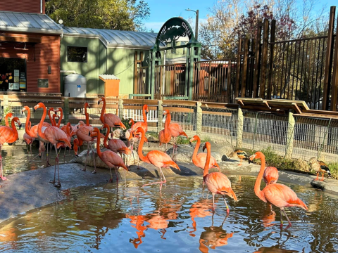 View of the Central Coast Zoo entrance area, overlooking the flamingo habitat near the main building.