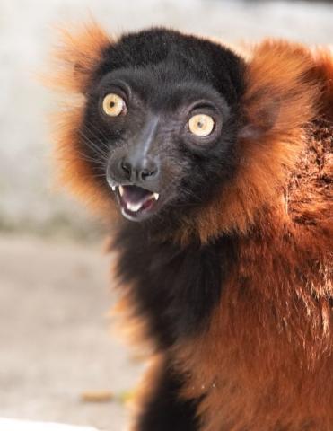Close-up of a red-ruffed lemur showing its reddish fur, black face, and wide yellow eyes.