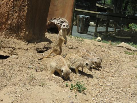 Five meerkats gathered together at the Central Coast Zoo. One stands upright on its hind legs in an alert, watchful pose, while the other four stand on all fours in front of it with their heads lowered toward the ground.
