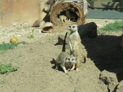 Two female meerkats at the Central Coast Zoo are nestled closely together. One stands on all fours while the other sits upright on her hind legs behind her.