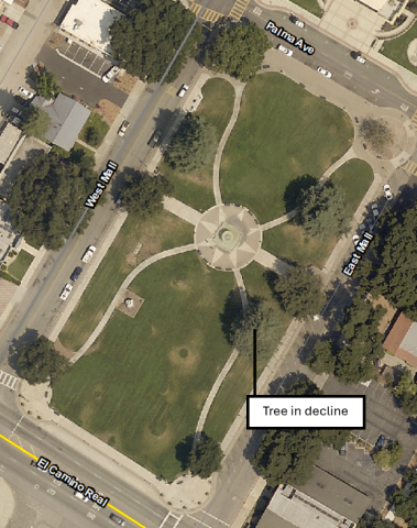 Aerial view of Sunken Gardens with overlay text identifying the Deodar Cedar tree scheduled for removal.