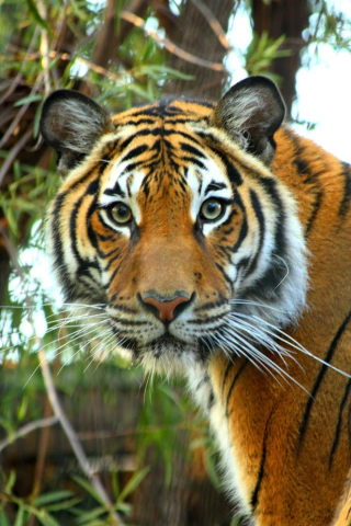 Close up on the face of Malayan Tiger, Menderu.