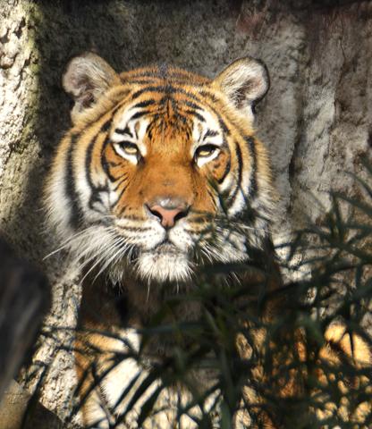Front facing view and close up on the face of Malayan Tiger, Menderu. Photo credit Don Dahl.