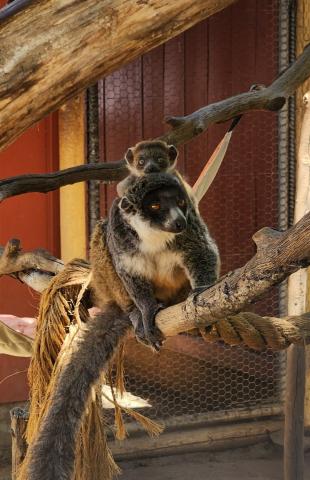 Baby mongoose lemur, Koba, peeking over the back of an adult lemur.